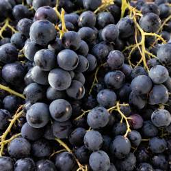 Raisin noir muscat local Bellegarde Gard Mas des Agriculteurs