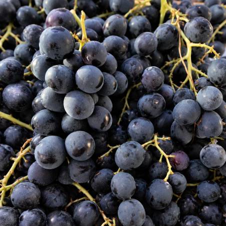 Raisin noir muscat local Bellegarde Gard Mas des Agriculteurs