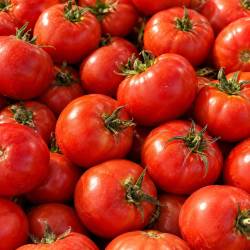 Tomate ronde fraiche 1kg producteur local eyragues nimes