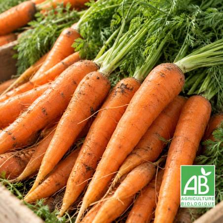 Carottes bio 1kg – Coopérative Univert – Légumes de saison à Saint-Gilles | Mas des agriculteurs