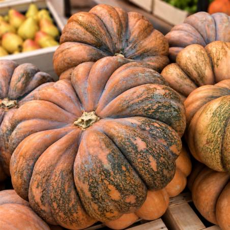Courge muscade tranchée 1 kg – Producteur du Gard | Le Mas