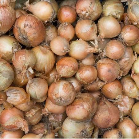 Petits oignons du Gard cultivés à Sumène par M. Delpuech