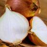 petits oignons de 1 kg cultivés par M. Delpuech à Sumène dans le Gard