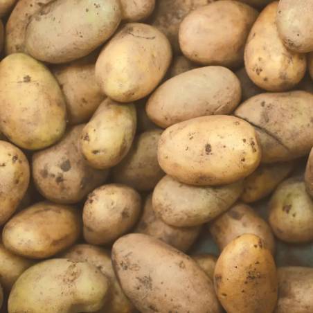 pommes de terre locales monalisa spunta mirabelle au mas des agriculteurs à nimes