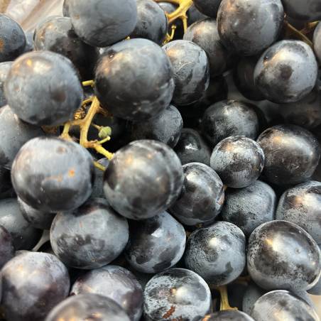 Raisin noir muscat local Bellegarde Gard Mas des Agriculteurs