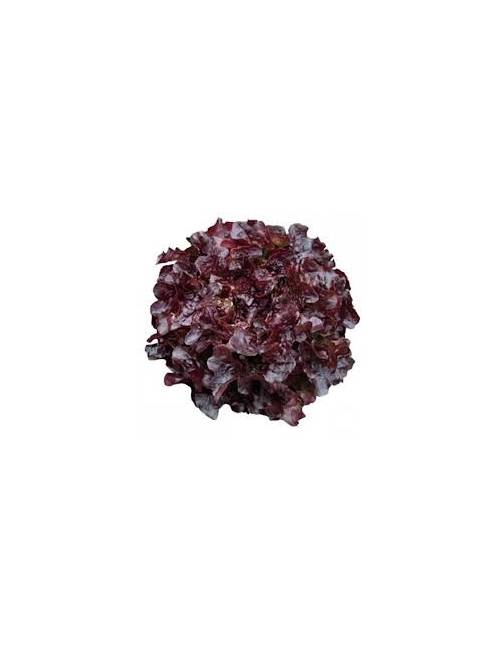 salade feuille de chene rouge fraiche productrice aimargues nimes