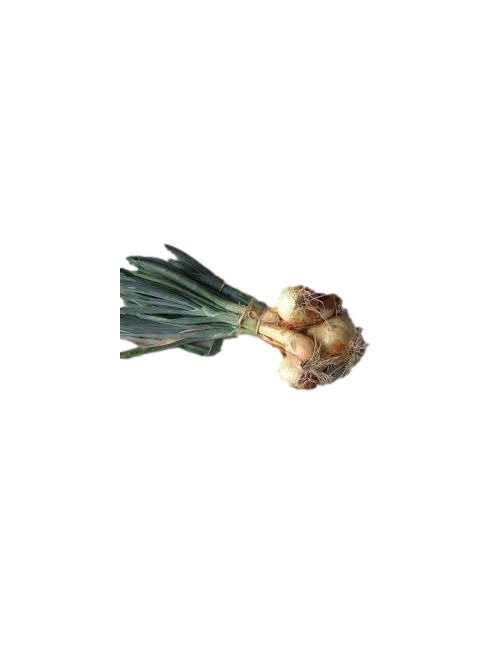 Oignon doux en botte des Cévennes