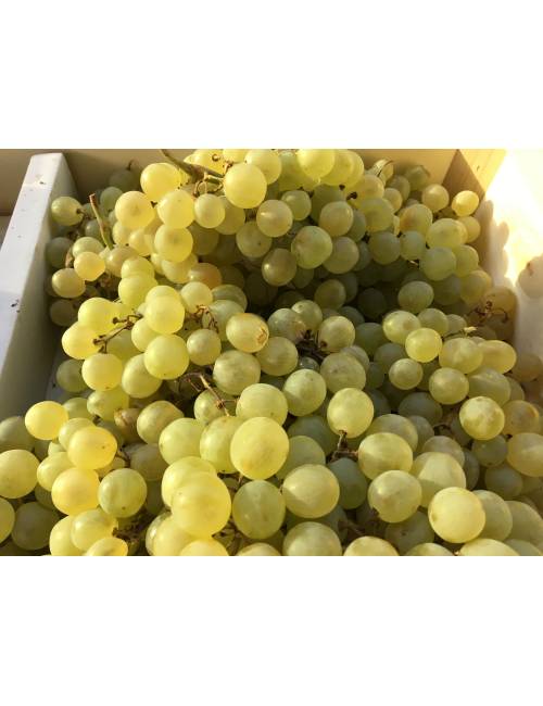 Raisin blanc 1kg
