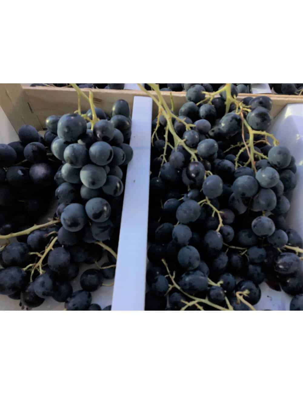 raisin noir muscat local Bellegarde Gard Mas des Agriculteurs