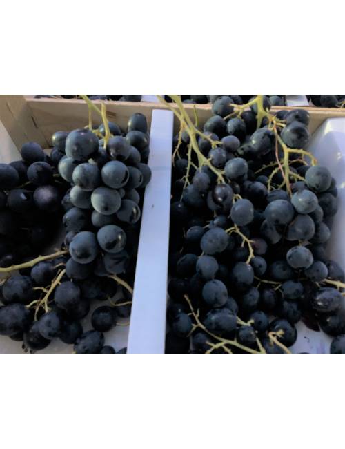raisin noir muscat local Bellegarde Gard Mas des Agriculteurs
