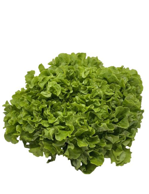 Salade batavia blonde ou rouge pièce