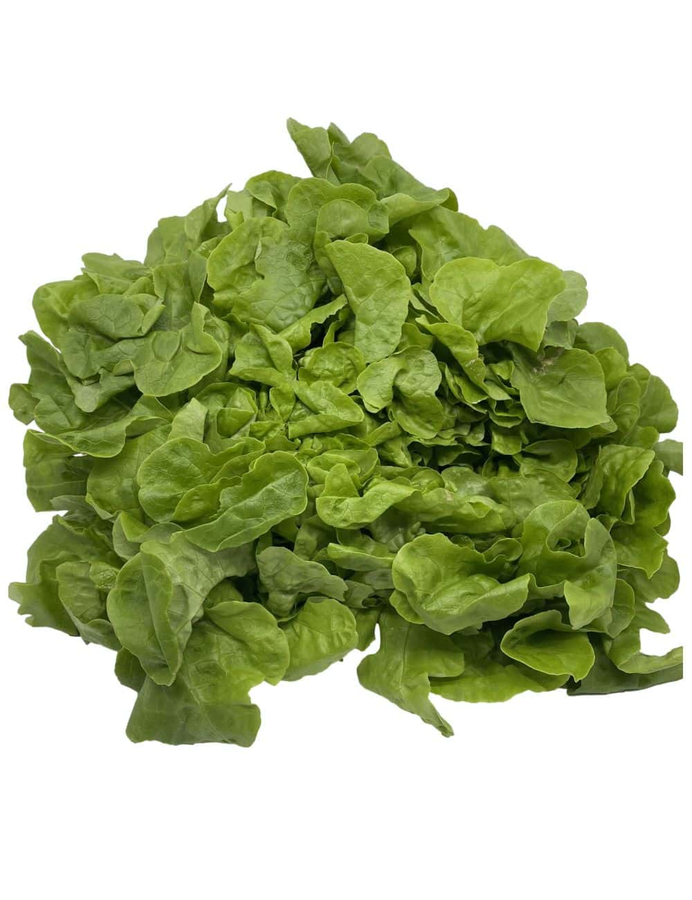 salade feuille de chêne blonde producteur local Aimargues