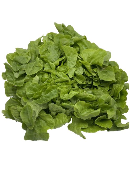 Salade de feuille de Chêne blonde pièce