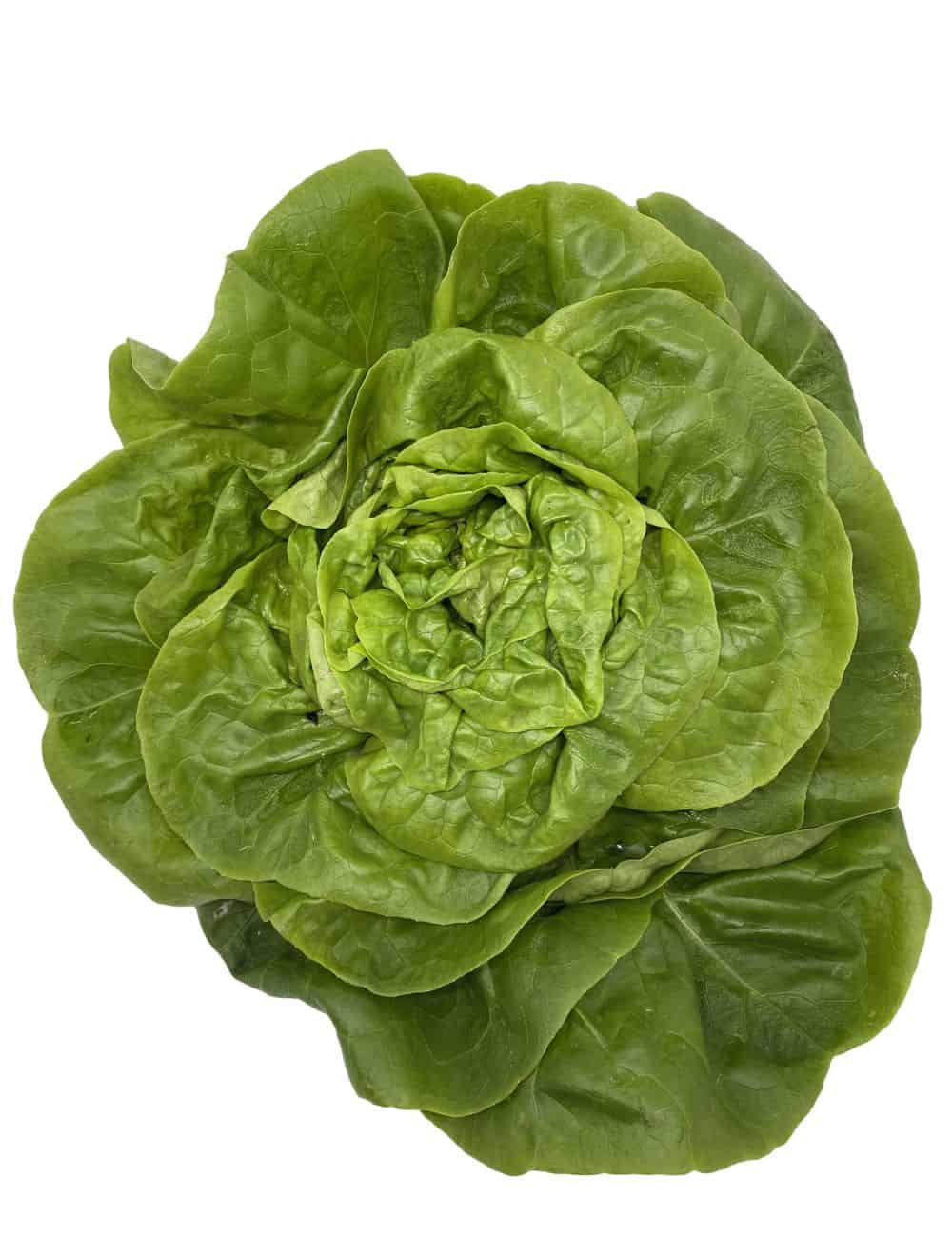 Salade Laitue pièce