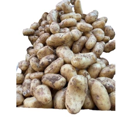 pomme de terre primeur locale aigues-mortes saintes-maries