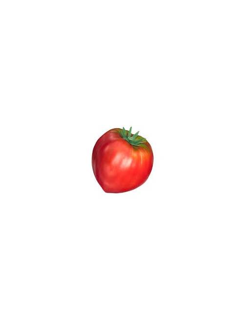 tomate coeur de boeuf locale producteur beaucaire Gard